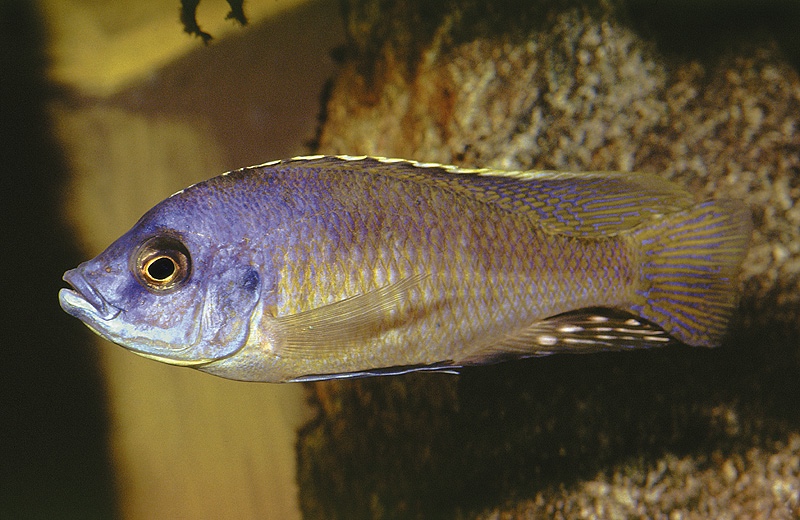 Mylochromis labidodon